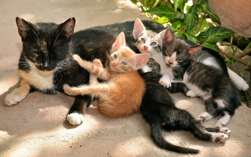 how many kitten can a cat have